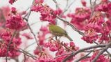 「桜の開花予想」大分市は3月23日　平年より1日早く|TBS NEWS DIG