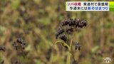 天候に恵まれたおかげもありソバの出来は良好!今週末には「新そば」味わえるイベントも! 青森県東通村で「ソバの実」の収穫作業が最盛期|TBS NEWS DIG