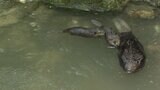 のいち動物公園のニュースター!?アメリカビーバーの赤ちゃんの名前決まる | 高知のニュース・天気|KUTV NEWS | KUTVテレビ高知