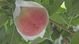 数百台の防犯カメラ モモの大量盗難で地元のJAが設置検討 収穫量日本一の山梨県 | 山梨のニュース | UTYテレビ山梨