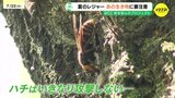 夏から秋は要注意！スズメバチの攻撃性が高まる時期と対策　夜間は明るい色の服がNG！？知っておきたい注意点|TBS NEWS DIG