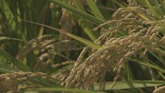 今年取れたコメの「1等米」比率が16年ぶりの低水準　カメムシ被害や高温障害で| TBS CROSS DIG with Bloomberg