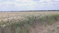 輸入小麦の売り渡し価格　4月から1トンあたり3040円引き下げへ　農水省| TBS CROSS DIG with Bloomberg