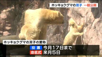 動物園のアイドル爆誕“双子ホッキョクグマ”に歓声 仙台 | 宮城の