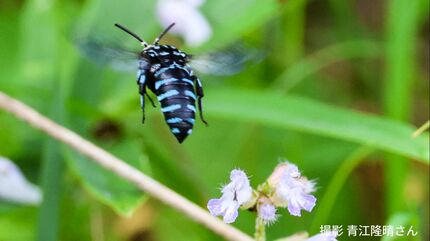蜂さん3 様 蜂さん1 様 蜂さん3 様 ハチノックS - Search / X