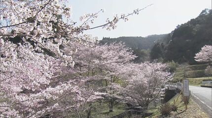 限界集落”400本のサクラ 山肌の急斜面をピンクで埋め尽くす 住民は