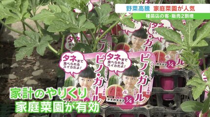 育てやすい野菜から始めてみては」 野菜の高騰が続く中、家庭菜園の 