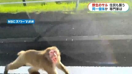 ネコを襲ったサル…海を渡った？新たに子ネコ4匹被害「子ネコに執着か
