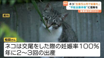 ネコって年に何回出産？何歳から妊娠？獣医師が解説「増えない