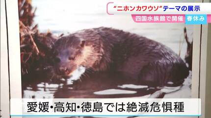 四国水族館で幻の動物となった二ホンカワウソをテーマにした特別展示