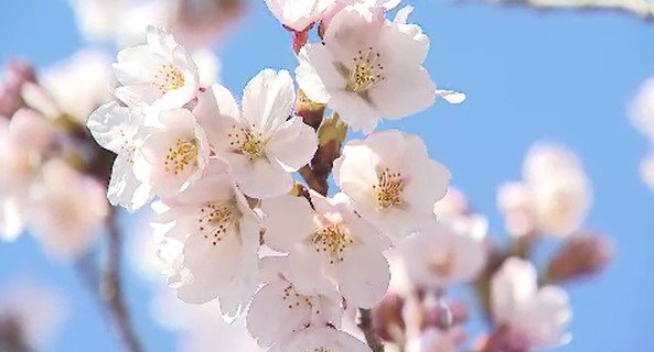 お城と桜！「こんなにたくさん桜が…」信州・小諸市の懐古園で約500本が見ごろ…日没から午後9時までライトアップも　|　SBC NEWS | 長野のニュース | SBC信越放送