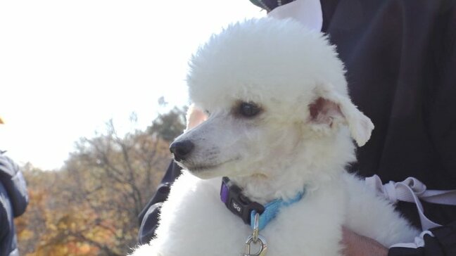 トイプードルやビーグルなど小型犬も参戦　嘱託警察犬の審査会　においの嗅ぎ分けなど2部門で審査　山梨・北杜市|TBS NEWS DIG