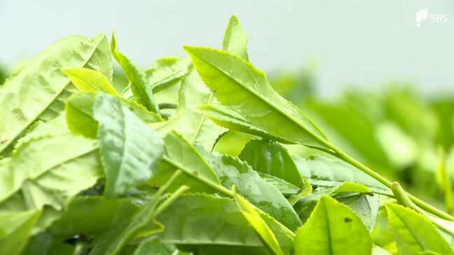 「茶の都」またも首位陥落...静岡の2025年の一番茶生産量 鹿児島に抜かれ2位に|TBS NEWS DIG