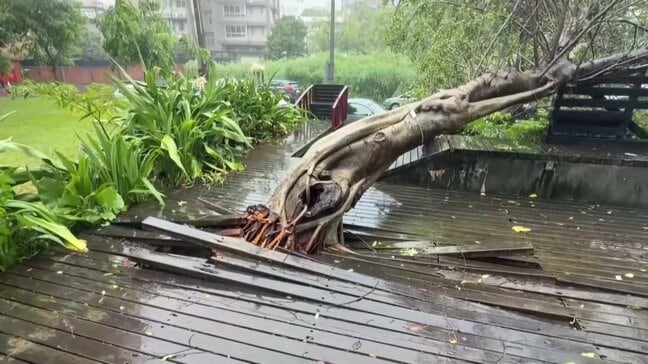 台風9号の影響 台湾で113人けが、倒木や建物損壊などの被害報告2150件以上|TBS NEWS DIG