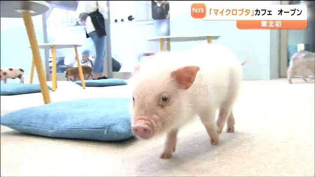 「膝の上にのせて」とブタさんたちが言っている?東北初オープンの「ピッグカフェ」が大人気!体温38度の温もりが「究極の癒し」 宮城・名取市|TBS NEWS DIG