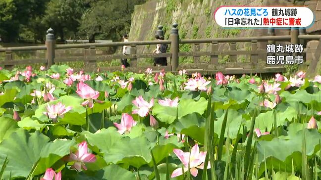 鶴丸城跡に涼しげハスの花　肝付町前田では7月観測史上最高の37.2度　熱中症疑いで鹿児島県内19人が救急搬送|TBS NEWS DIG