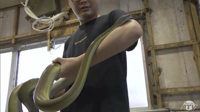 【詳報】“消えた”体長約3ｍのヘビ「パプアンパイソン」　脱走確認から22日後に『住宅の玄関前』で発見「踏んでしまって、おかしいなと…」　青森市の住宅敷地内でとぐろ巻いて見つかる【写真多数】|TBS NEWS DIG