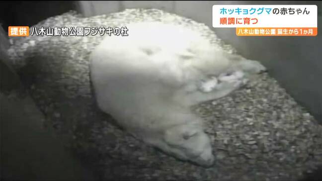 「子育てには静寂と暗闇が必要、飼育員は部屋に入らない」生育難しい『ホッキョクグマの赤ちゃん』元気に育つ 繁殖成功なら八木山動物公園では初 仙台|TBS NEWS DIG
