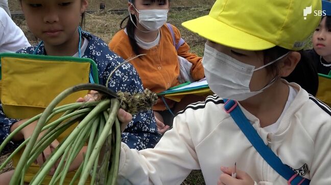「時間をかけて作っていて、すごい」特産のワサビ、小学生がワサビ田を訪れ学ぶ＝静岡・河津町|TBS NEWS DIG