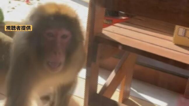 急増するサルにどう立ち向かう?農作物被害400万円超 人への攻撃も…“いたちごっこ” 終わらせる3つの対策とは 富山|TBS NEWS DIG