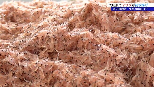 「これほどの不漁は経験ない」三陸に春を告げるイサダ漁が解禁　しかし水揚げ量奮わず、価格も不調　岩手・大船渡市|TBS NEWS DIG