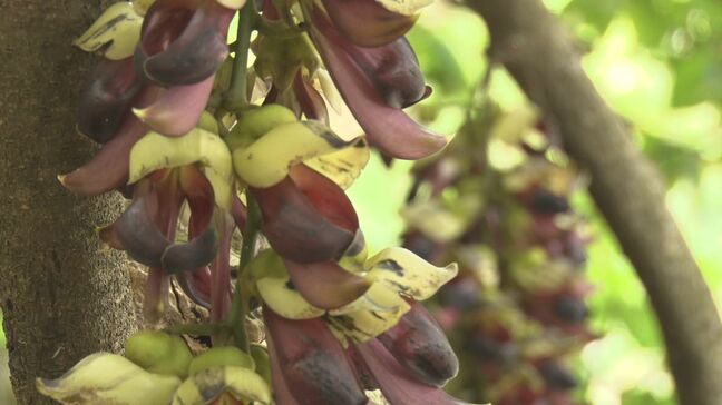 「幻の花」イルカンダが国頭村の大石林山で開花 紫色のブドウのような花が見物客を楽しませる|TBS NEWS DIG