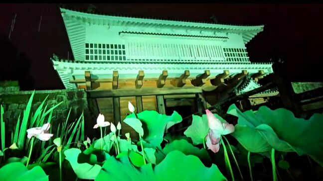 鶴丸城跡地の堀でハスの花見頃 夜はライトアップも 鹿児島市|TBS NEWS DIG