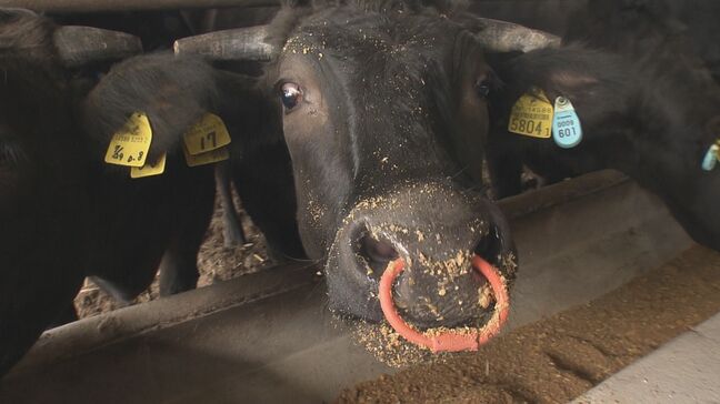 うんちが臭わない!?牛も喜ぶオリオンビール 捨てられる運命にあった麦芽かすが生むウメェ～お肉【つなごう沖縄】|TBS NEWS DIG