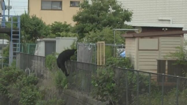 【速報】栃木県宇都宮市で相次ぐクマの目撃情報 JNNのカメラがクマの姿を住宅街で捉える|TBS NEWS DIG