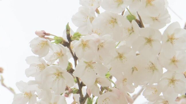開花まであと2週間…今年のサクラ開花予想・満開予想は？　全国的に平年並みか早い予想　最新のサクラ開花前線|TBS NEWS DIG