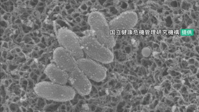 百日ぜき 石川県内の年間感染者222人で過去最多 県がワクチン接種など呼びかけ|TBS NEWS DIG
