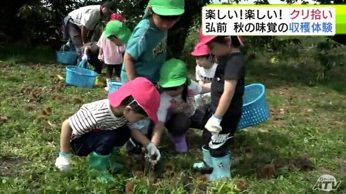 「出た！とれた！」園児たちが秋の味覚「クリ」の収穫を体験　3歳～5歳の19人が参加「めっちゃたのしかった！」「モンブランとか、みんなで食べたい」青森県弘前市|TBS NEWS DIG