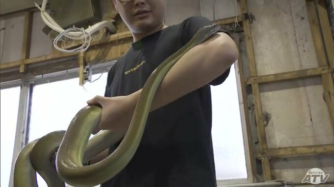 【詳報】“消えた”体長約3ｍのヘビ「パプアンパイソン」　脱走確認から22日後に『住宅の玄関前』で発見「踏んでしまって、おかしいなと…」　青森市の住宅敷地内でとぐろ巻いて見つかる【写真多数】　|　青森のニュース│ATV NEWS│青森テレビ