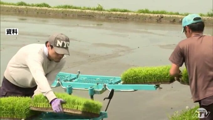 青森県全体の田植えの進ちょく率は5月15日現在で9%となり「田植え始め」に　地域別では上北が最も高い14%|TBS NEWS DIG