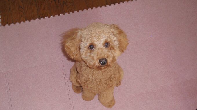 大谷翔平選手の愛犬“デコピン”　同じ名前の犬が日本にもいた！ 飼い主は「ほかにいないだろうと…」　|TBS NEWS DIG