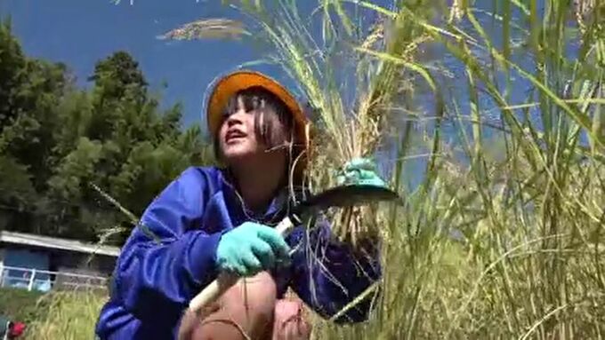 被災地に実りの秋 小学校の児童たちが稲刈り　|　石川県のニュース｜MRO北陸放送