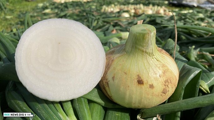 生でもおいしい！サラダ玉ねぎの収穫始まる「今年は玉太りもよく糖度も高い」農家さんおすすめの食べ方は？　|　熊本のニュース｜RKK NEWS｜RKK熊本放送