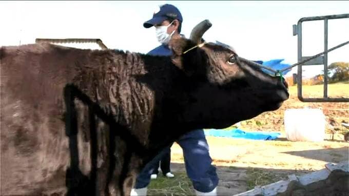 「のびのび過ごせたんじゃないかな」放牧場から繁殖牛が下牧　10頭が妊娠し出産準備へ　新潟・佐渡市　|　新潟のニュース・天気｜BSN NEWS｜BSN新潟放送