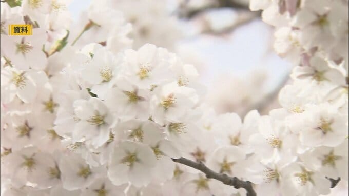 3回目の『桜の開花予想』を発表　東京は3月18日　サクラの名所・弘前公園（青森）は4月11日に　前回から4日早まる|TBS NEWS DIG