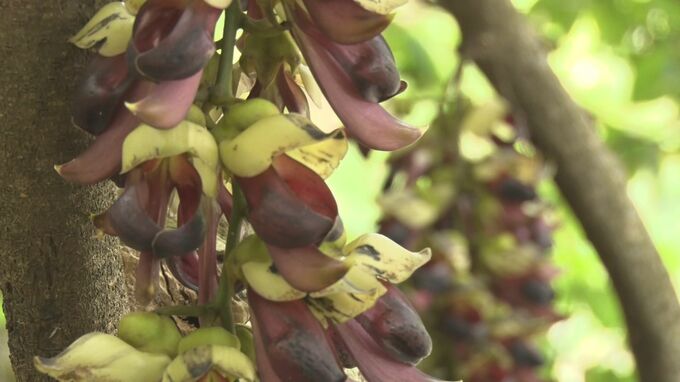 「幻の花」イルカンダが国頭村の大石林山で開花　紫色のブドウのような花が見物客を楽しませる|TBS NEWS DIG