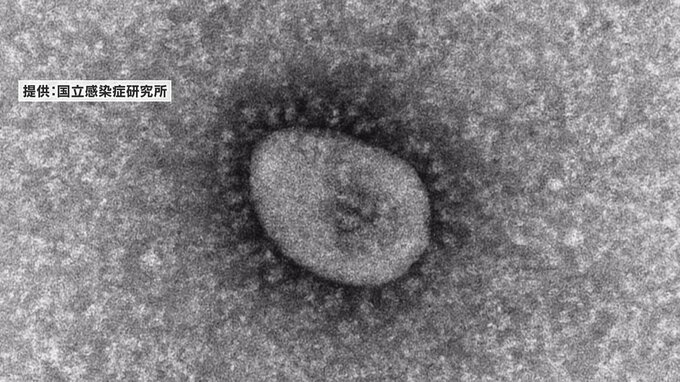 新潟県内で新たに２２４人感染確認　新型コロナウイルス|TBS NEWS DIG