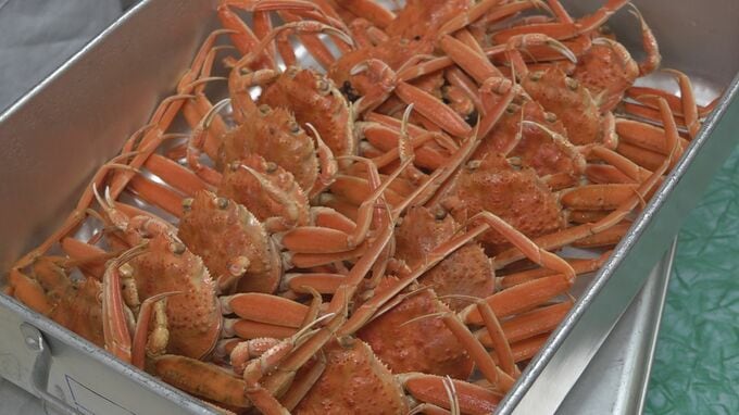 冬の味覚「香箱ガニ」が給食に 贅沢な旬の味を堪能　|　石川県のニュース｜MRO北陸放送