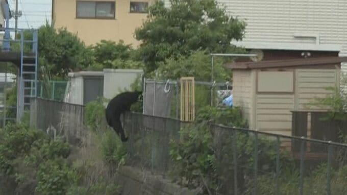 【速報】栃木県宇都宮市で相次ぐクマの目撃情報　JNNのカメラがクマの姿を住宅街で捉える|TBS NEWS DIG