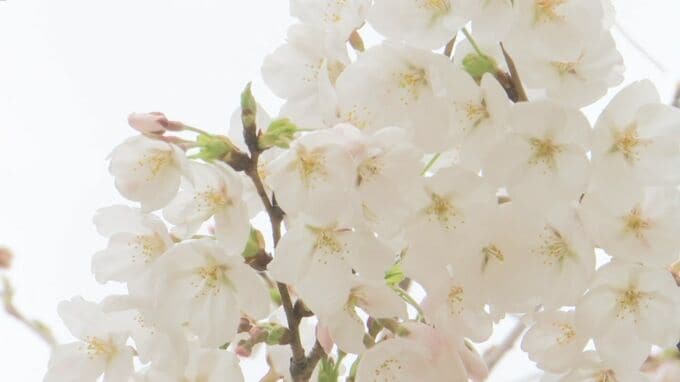 開花まであと2週間…今年のサクラ開花予想・満開予想は？　全国的に平年並みか早い予想　最新のサクラ開花前線|TBS NEWS DIG