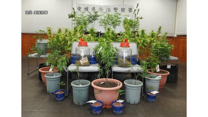 自宅で大麻草16株栽培  51歳の男を起訴　|　愛媛のニュース - Nスタえひめ｜あいテレビは6チャンネル