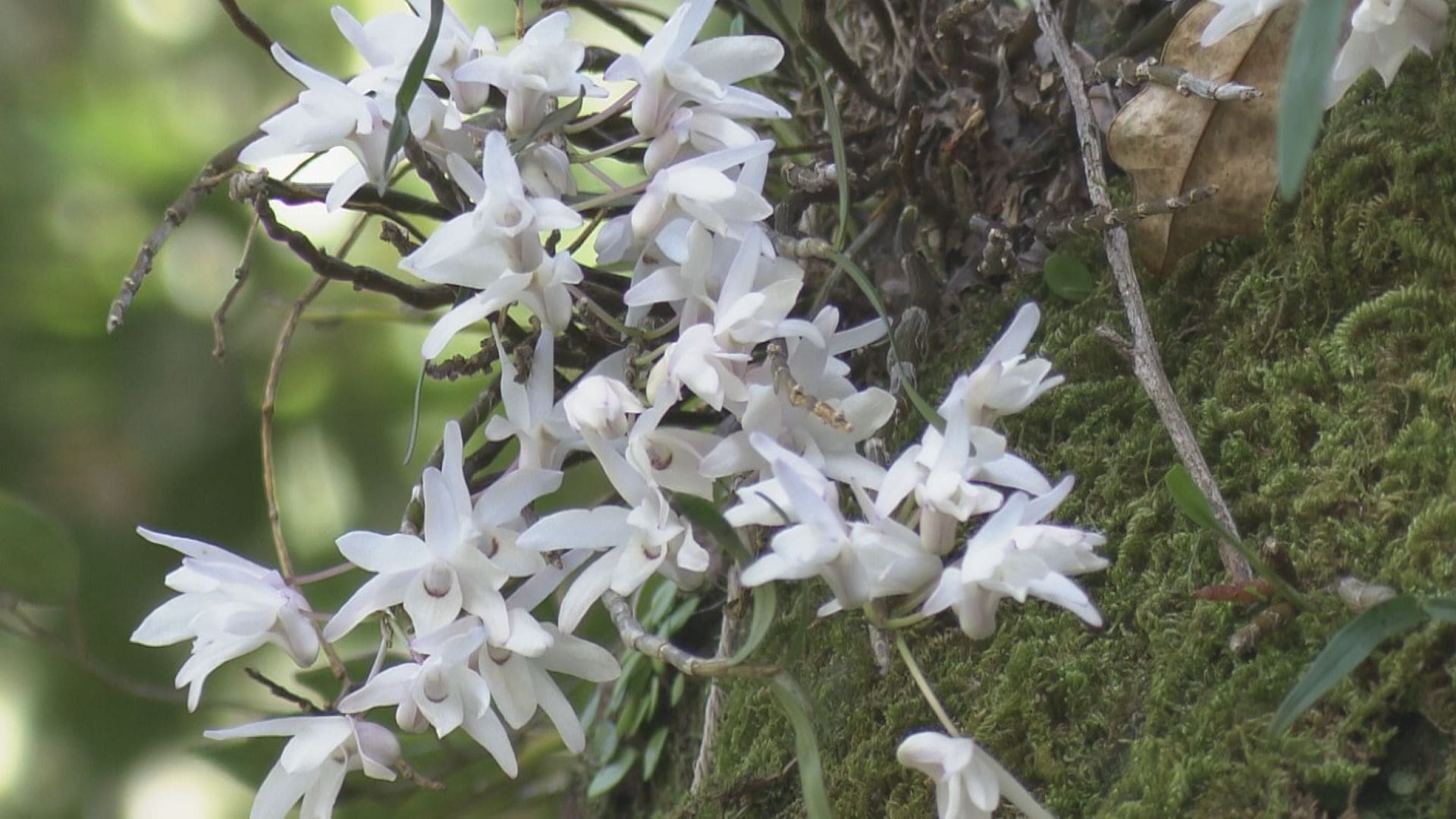希少なセッコクの花が見頃 樹齢800年のご神木に咲く 乱獲で全国的に数