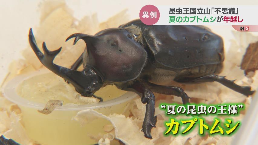 氷感スタジオ インセクトシリーズ オオカブトムシ（大王ヒョウカブト） 氷感スタジオ インセクトシリーズ オオカブトムシ（大王ヒョウカブト