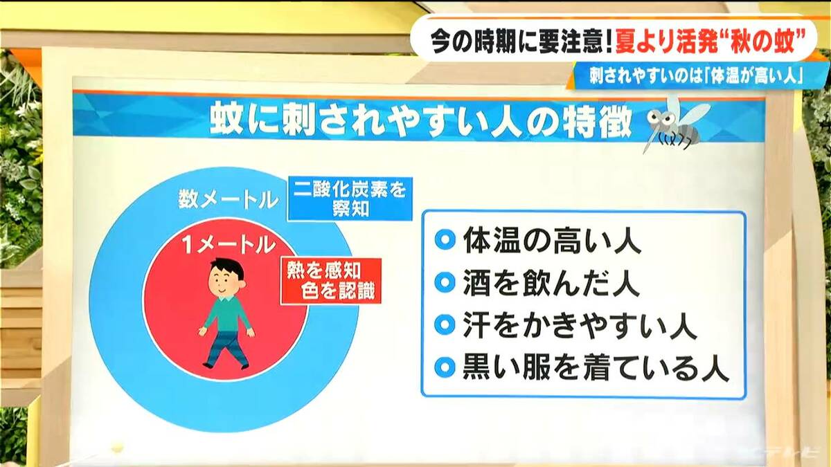 蚊は“世界で最も危険な生き物の一つ” 涼しくなってこれからピークに 昼間に活発なのは「やぶ蚊」夜に活発なのは「いえ蚊」刺されやすい人の特徴は？就寝時の対策は？