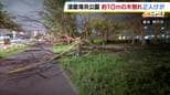 “倒木おそれ”で伐採予定だった木が倒れ…50代男性が下敷きになり全身打撲などのけが　助けに入った別の男性も軽傷　神戸市　当時は風速8.4m/sの風|TBS NEWS DIG