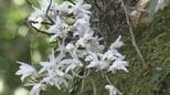希少なセッコクの花が見頃 樹齢800年のご神木に咲く 乱獲で全国的に数が減少 三重・紀宝町|TBS NEWS DIG